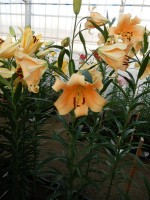 [4142 Eudoxia No301.JPG]